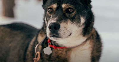 Епіцентр та UAnimals запускають благодійну акцію «Добрі Lapki» на підтримку тварин із прифронтових територій